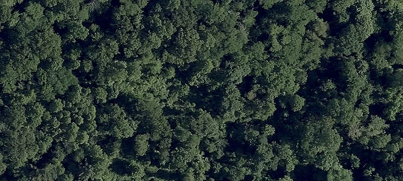 Wooded Lot Near Dillon Park