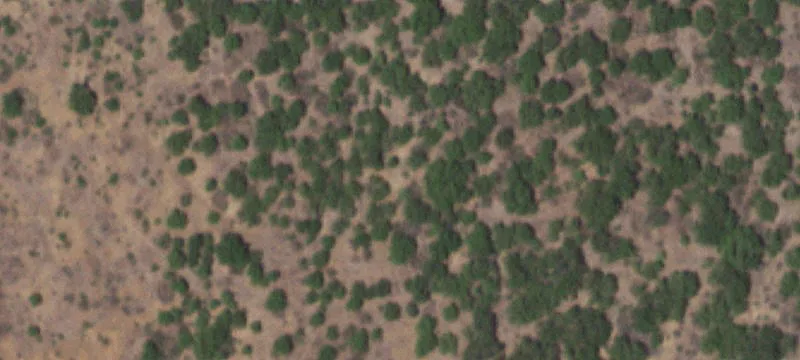 Heavily Treed Acreage Close to Town