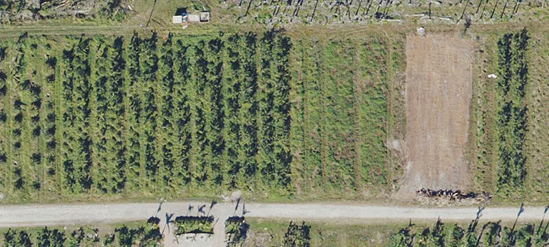 Productive Agricultural Land on Pine Island