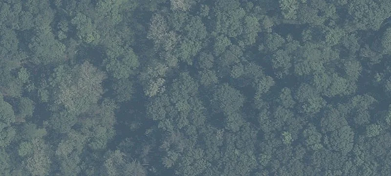 Wooded Acreage Bordering National Forest