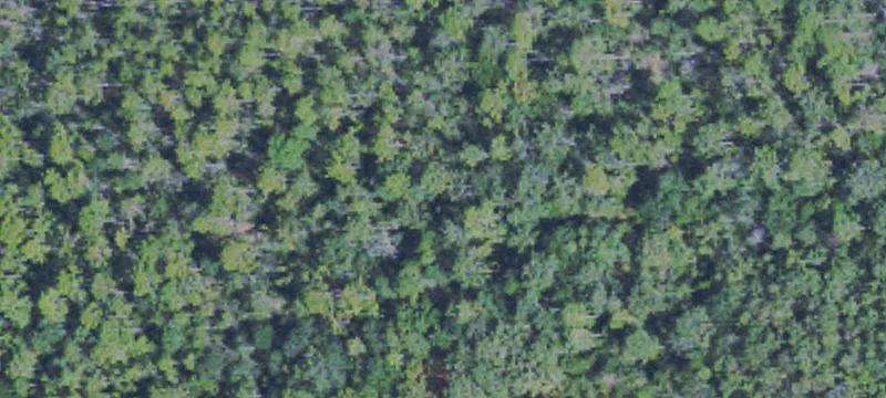 55 Acres Hunting Land Kiln