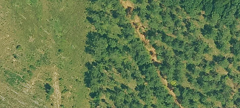 200 Acres Pine Plantation Timberland