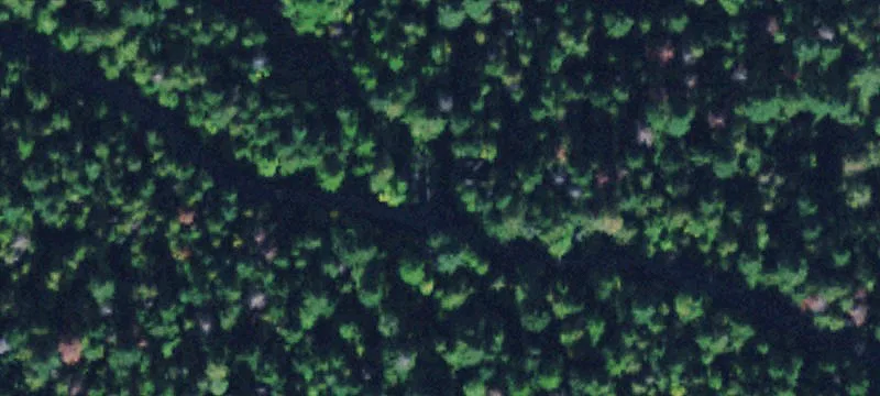 Swan Lake Forest Land