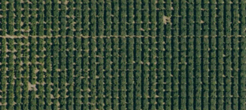 Organic Date Ranch in Oasis