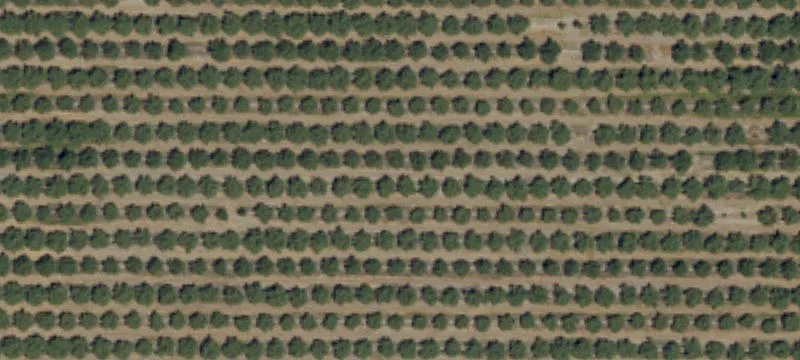 San Joaquin Almond Orchard