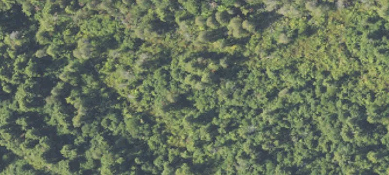 Managed Forestland Near National Forest