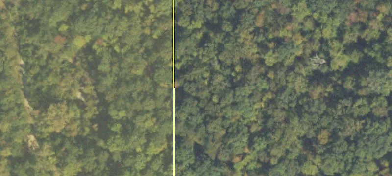 183+ Acres on Cascade Palmetto