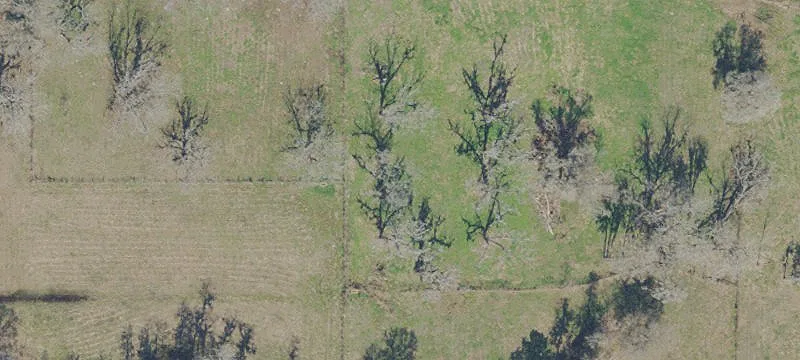 50-Acre Farm with Pecan Orchard