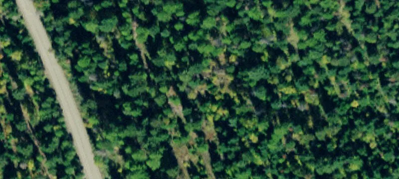 Undeveloped Land Near Ashley Lake