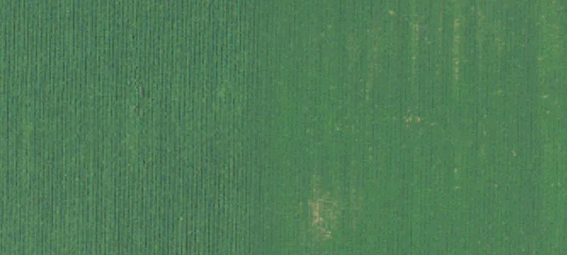 Frisco City, AL 36445