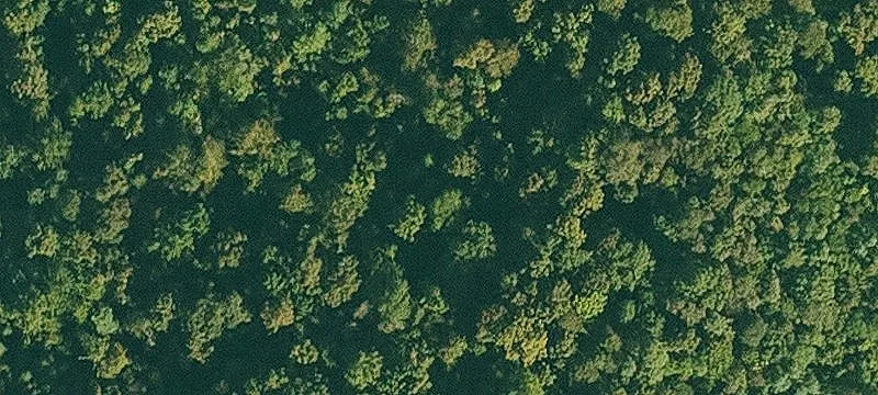 Maple St
