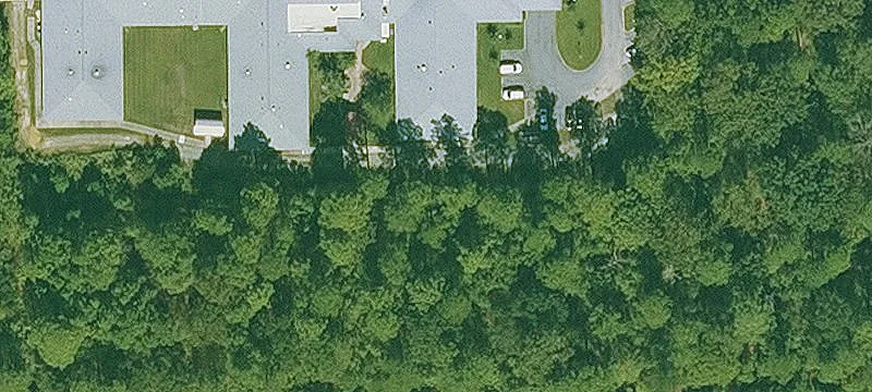  Pine