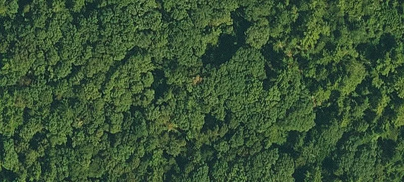 Tannenbaum Rd