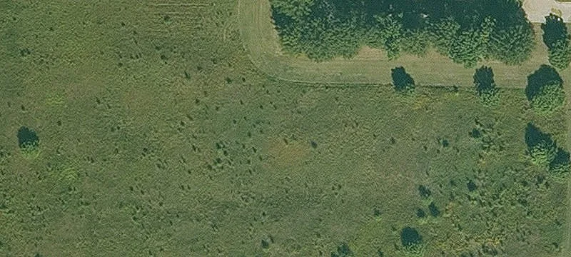 Woods