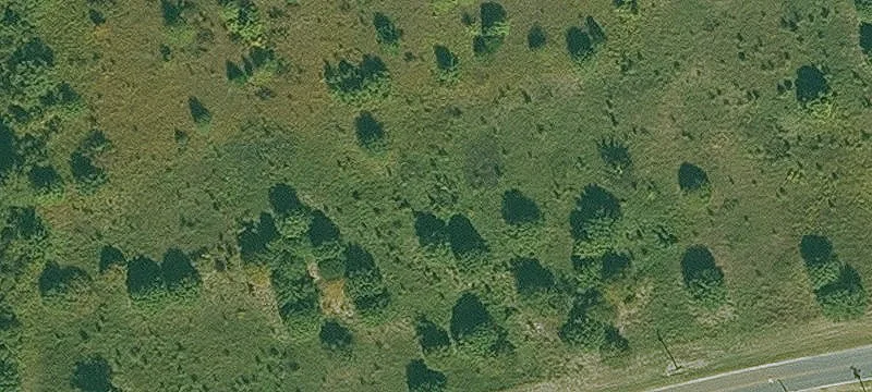 Woods
