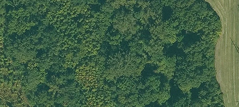 Woods