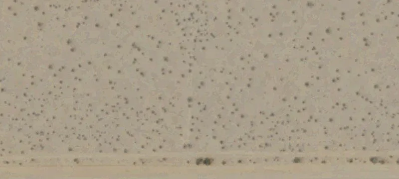 California City, CA 93505