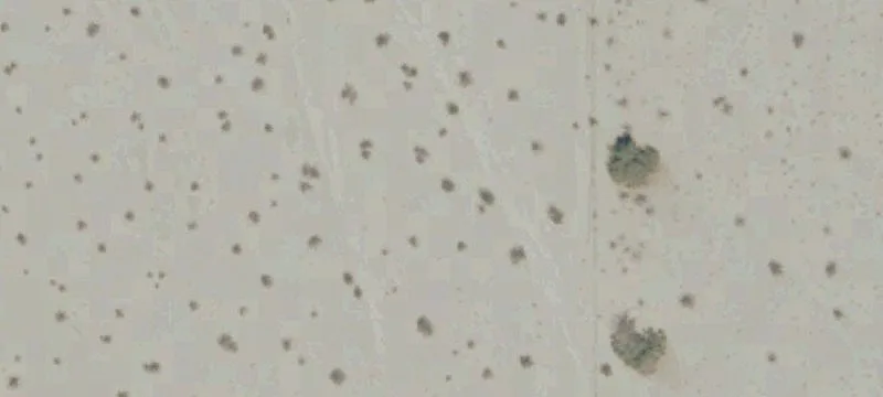 Thousand Palms, CA 92276