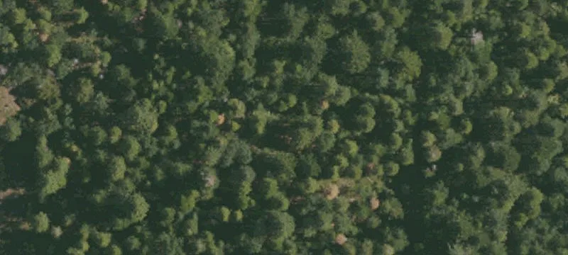  Forest