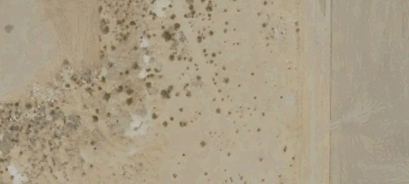 Ridgecrest, CA 93555