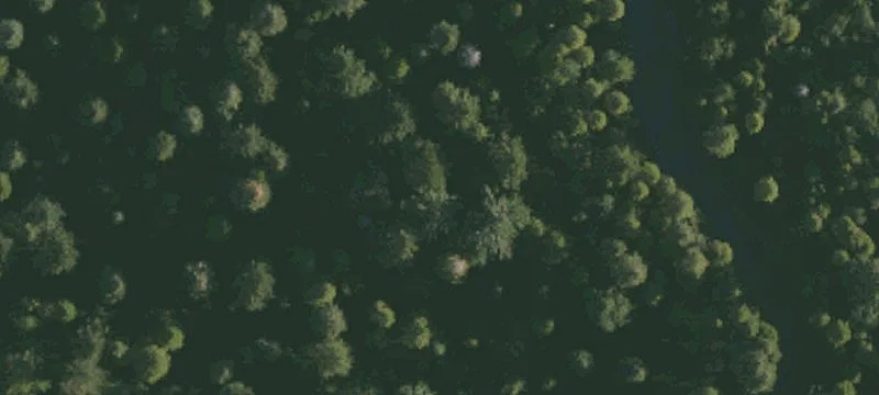  Forest