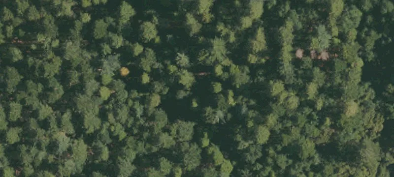 Alleghany, CA 95910