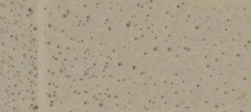 California City, CA 93505