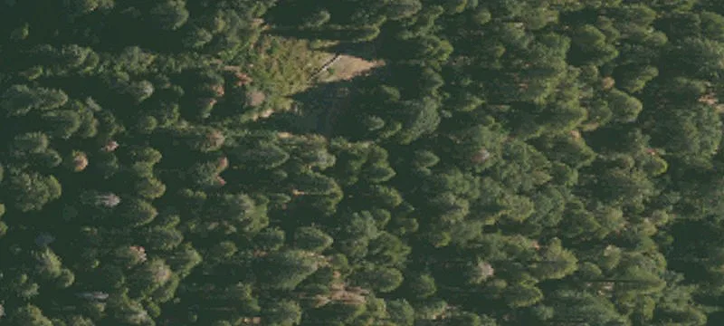 Alleghany, CA 95910