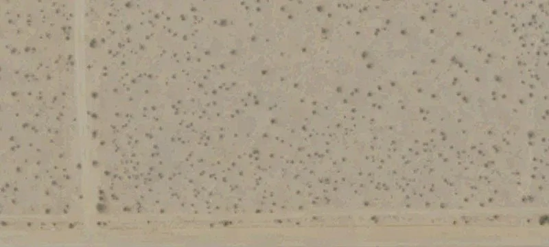 California City, CA 93505