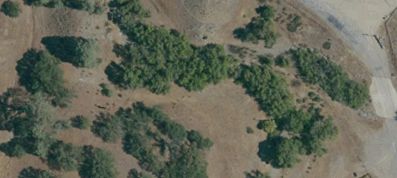 Antelope Forestry