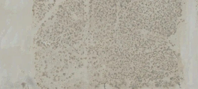 Lucerne Valley, CA 92356