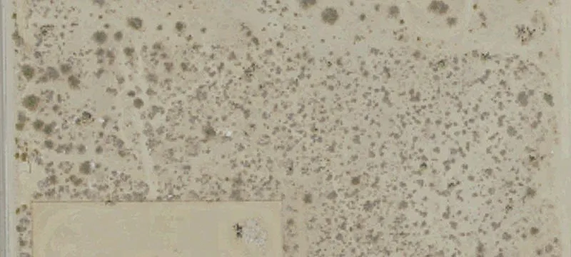 Oasis Rd