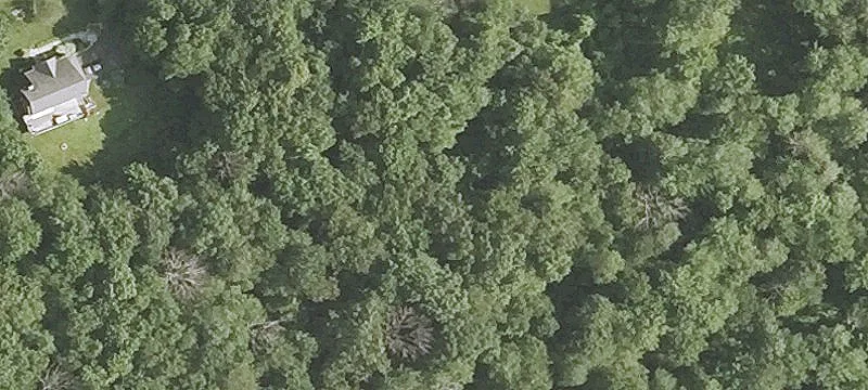 9 Fielding Woods