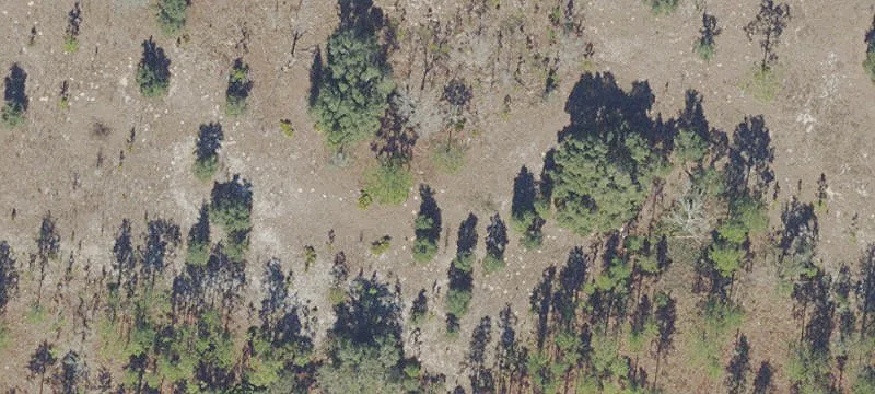 Anthony, FL 32617