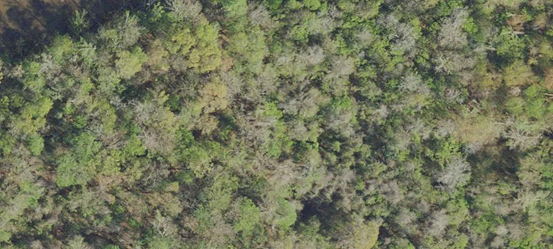 Swamp In Century