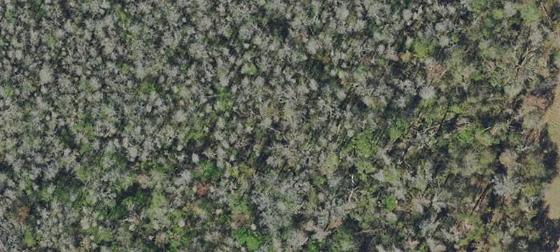 Alligator Rd