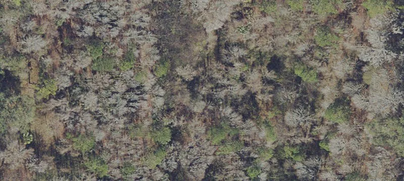 Micanopy, FL 32667