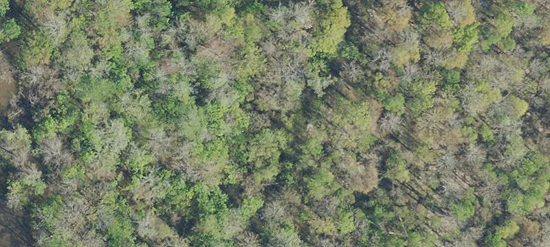 Esc Riv Swamp In Barth