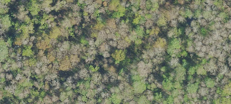 Esc Riv Swamp