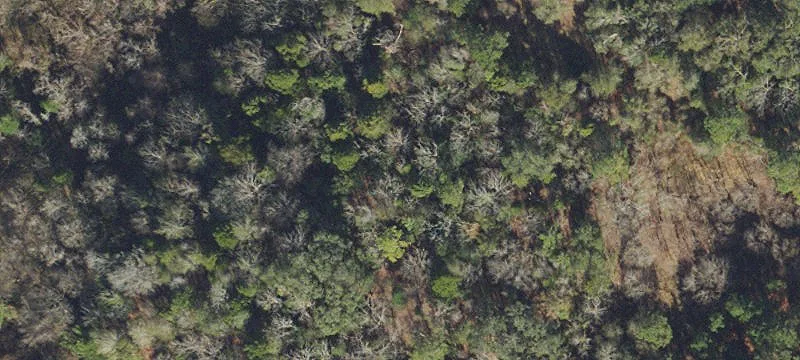 Live Oak, FL 32060