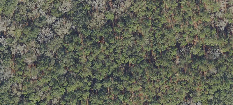 Micanopy, FL 32667