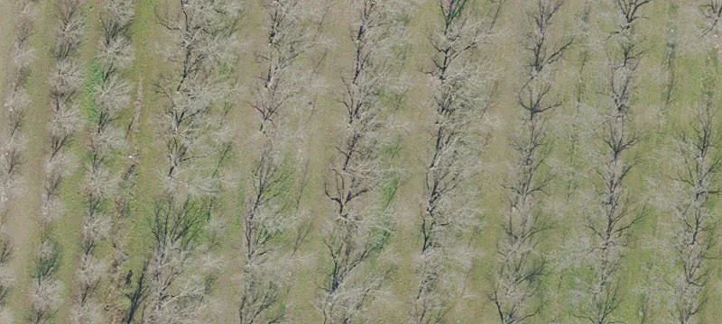 Hawthorne, FL 32640