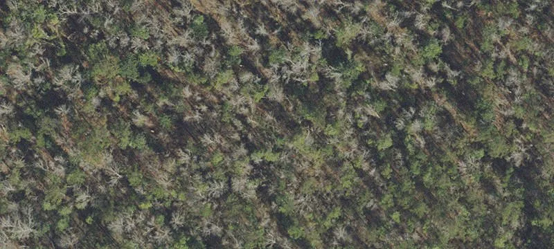 Grand Ridge, FL 32442