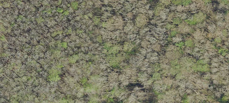 Swamp In Century