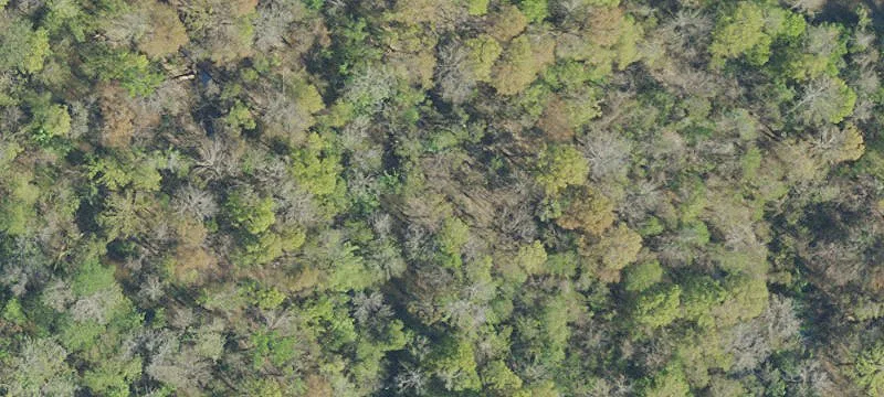 Swamp In Barth