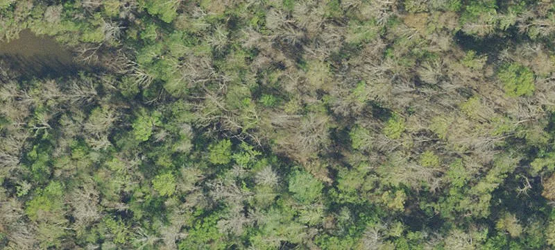 Esc Riv Swamp In Barth