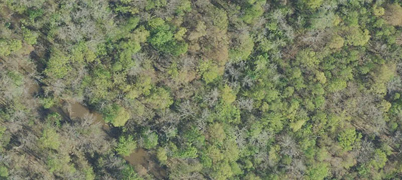 Of Barth Rd Swamp