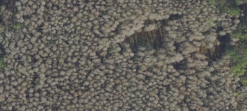 San Antonio, FL 33576