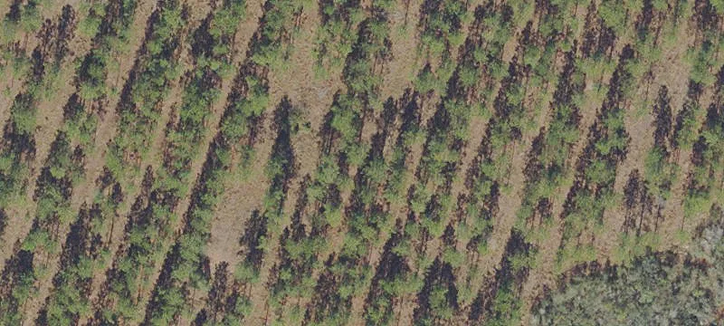 Earleton, FL 32631