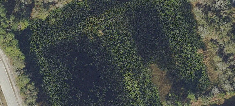 Lutz, FL 33559